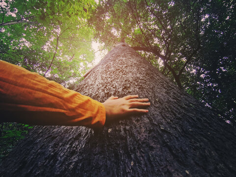 What Happens to the Human Brain When We Hug a Tree?