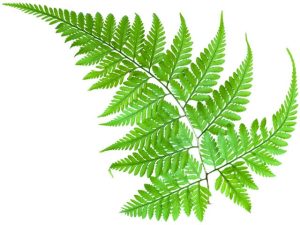 Fern Fractal Pattern