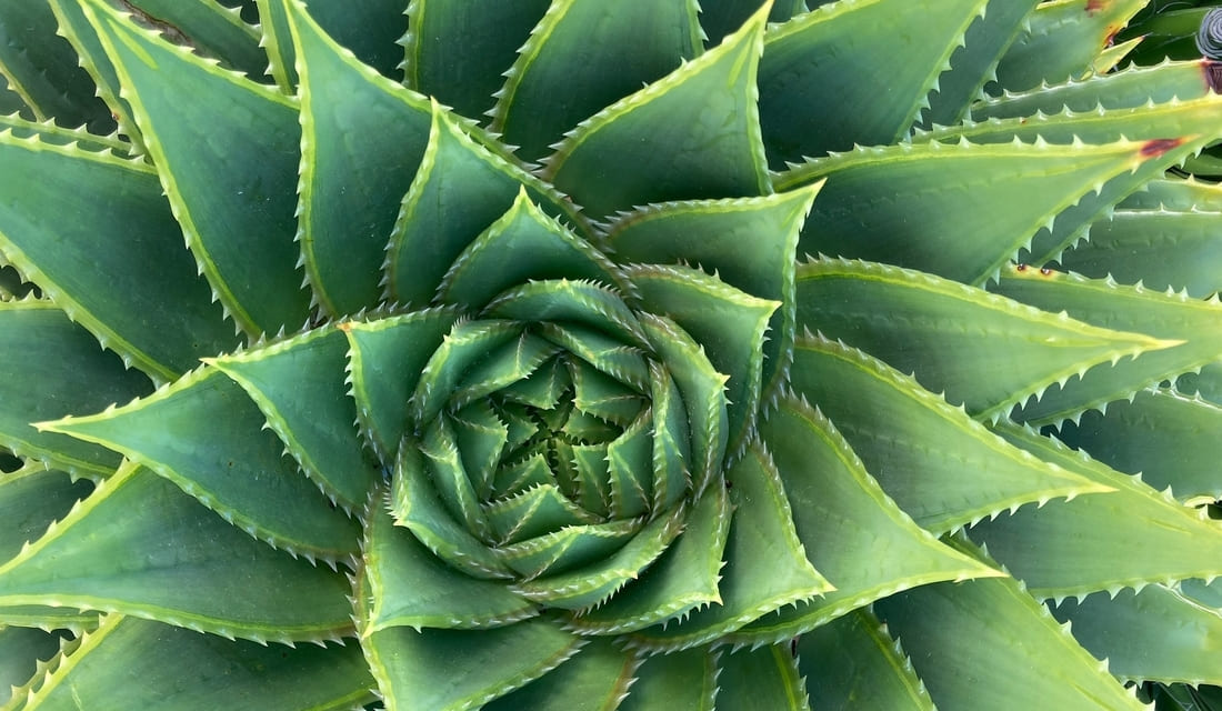 The Healing Power of Fractals: How Nature’s Patterns Support Our Wellbeing