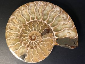 Shell Fractal Pattern